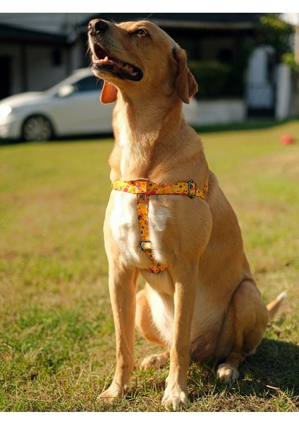 Yellowdoggy Köpek Tasma Seti fırsatları