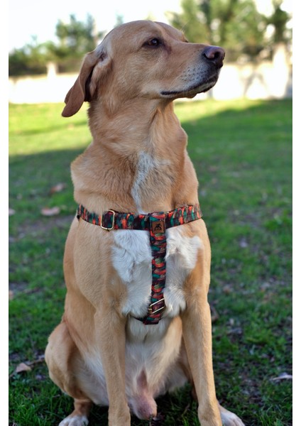 Peacock Köpek Tasma Seti fiyatları