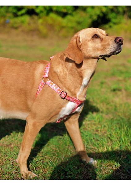 Corgi Köpek Tasma Seti modelleri