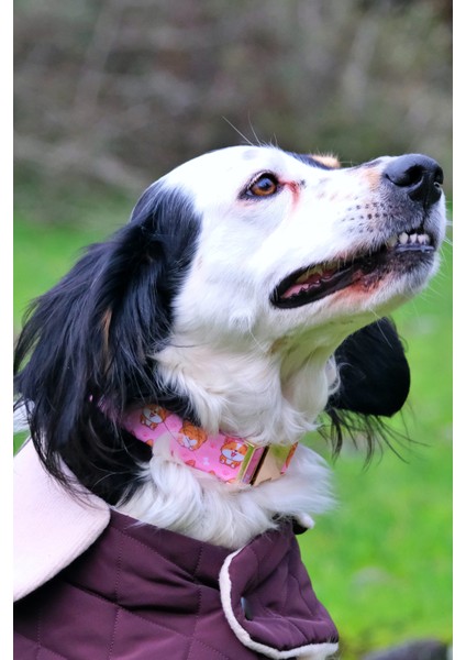 Corgi Köpek Tasma Seti indirimleri