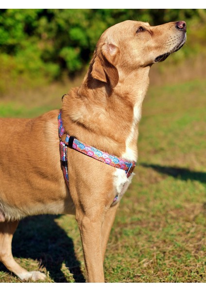 Donut Köpek Tasma Seti