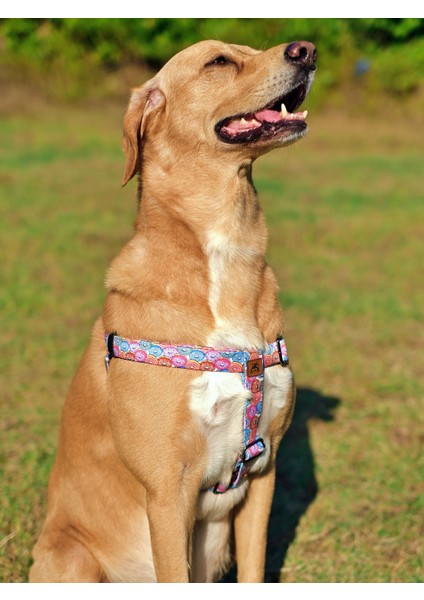 Donut Köpek Tasma Seti