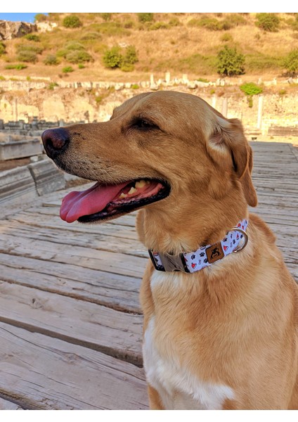 Party Köpek Tasma Seti fiyatları