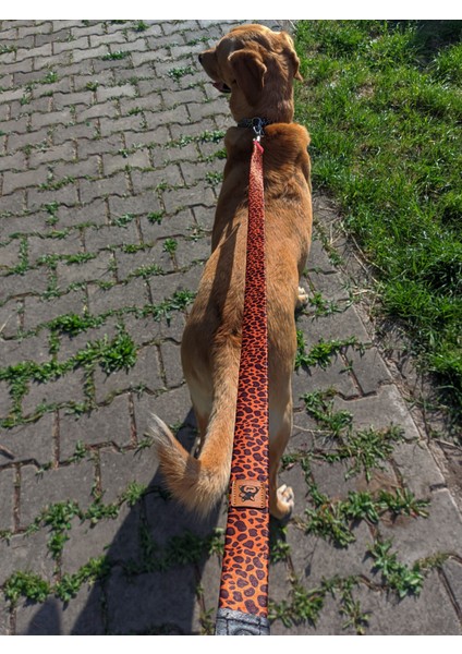 Leopard Köpek Tasma Seti