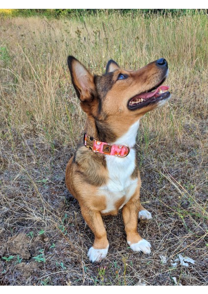 Corgi Köpek Tasma Seti