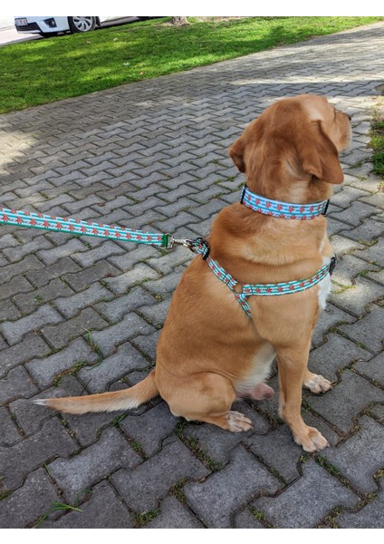 Giraffe Köpek Tasma Seti fiyatları