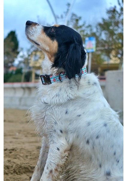 Giraffe Köpek Tasma Seti modelleri