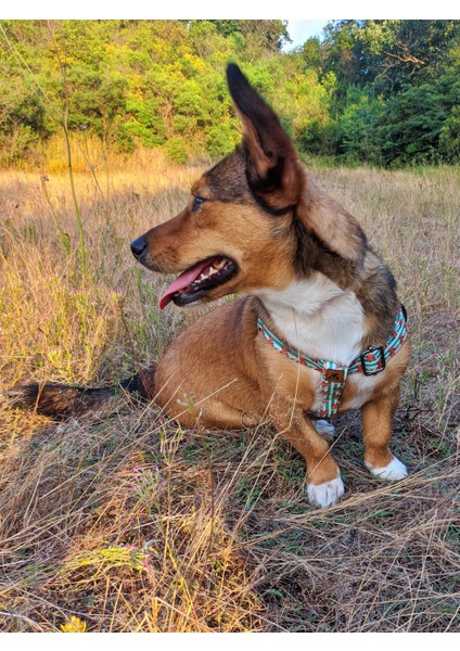 Giraffe Köpek Tasma Seti fırsatları
