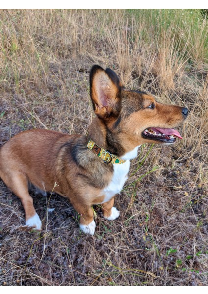 Avocado Köpek Tasma Seti fiyatları