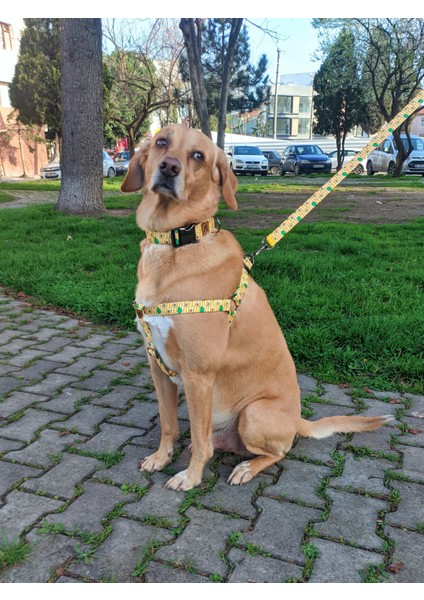 Avocado Köpek Tasma Seti modelleri