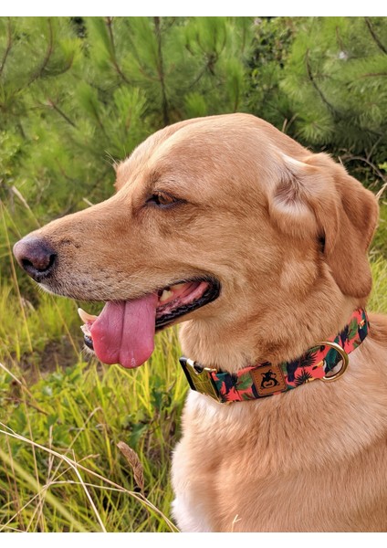 Toucan Köpek Tasma Seti fiyatları