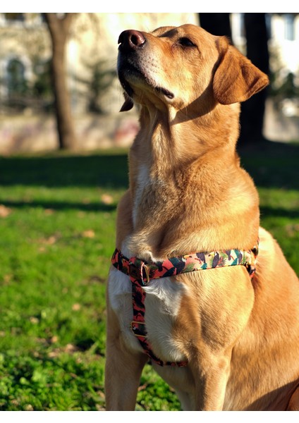 Toucan Köpek Tasma Seti fırsatları