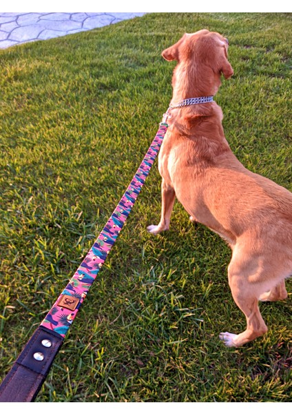 Toucan Köpek Tasma Seti indirimleri