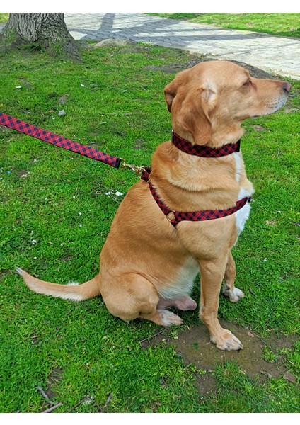 Stylish Köpek Tasma Seti