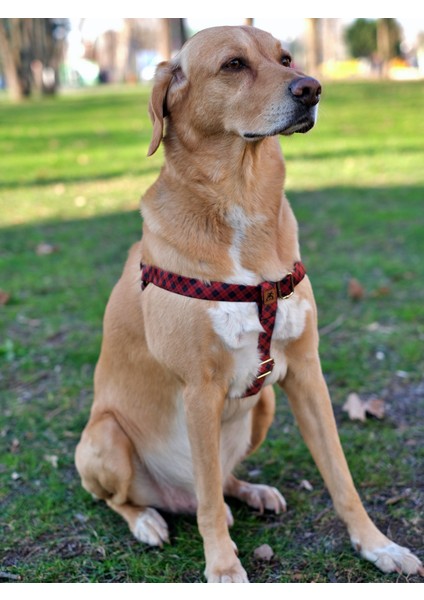 Stylish Köpek Tasma Seti
