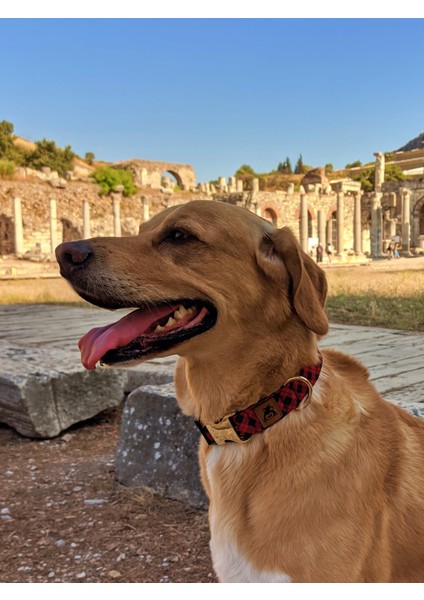 Stylish Köpek Tasma Seti
