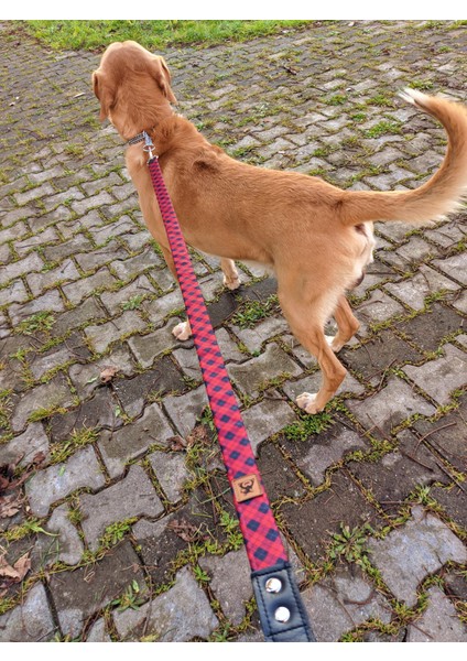 Stylish Köpek Tasma Seti