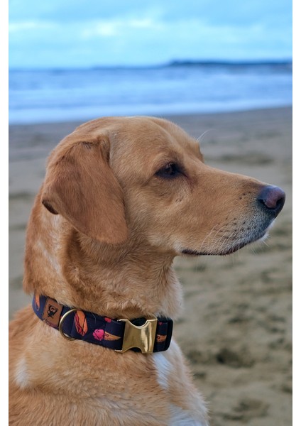 Fastfood Köpek Tasma Seti fiyatları