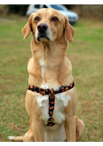 Fastfood Köpek Tasma Seti modelleri