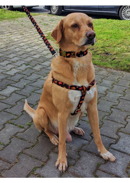 Fastfood Köpek Tasma Seti fırsatları