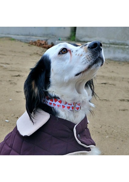 Watermelon Köpek Tasma Seti modelleri