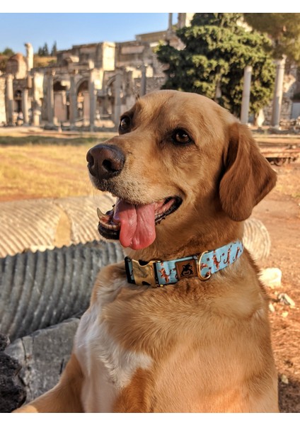Tigerfly Köpek Tasma Seti
