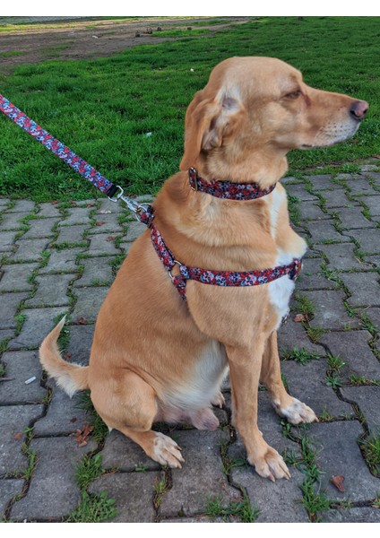 Muertos Köpek Tasma Seti