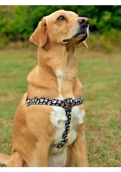 Boo Köpek Tasma Seti indirimleri