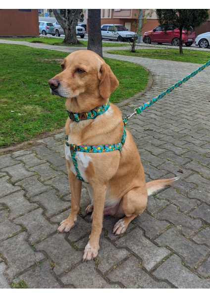 Pineapple Köpek Tasma Seti fiyatları