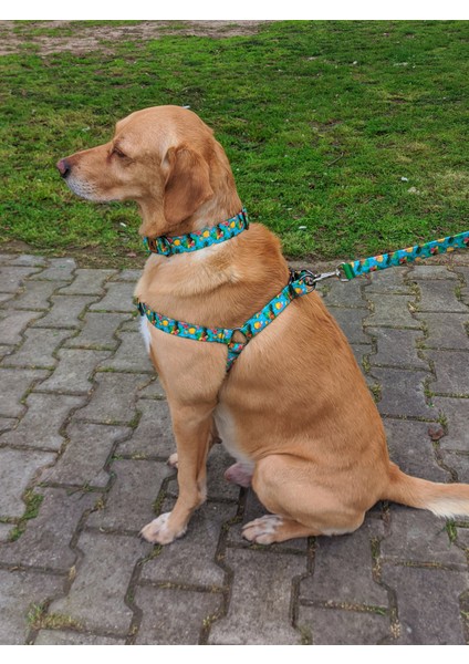 Pineapple Köpek Tasma Seti modelleri