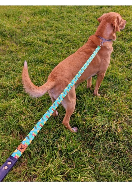 Pineapple Köpek Tasma Seti fırsatları