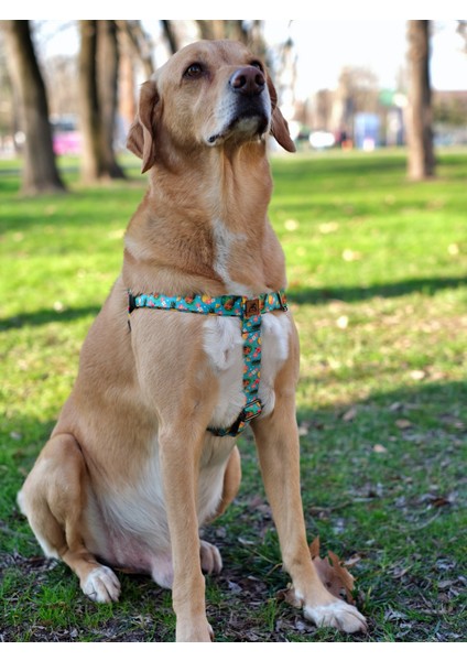 Pineapple Köpek Tasma Seti indirimleri