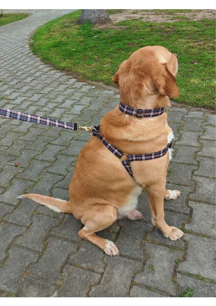 Classy Köpek Tasma Seti