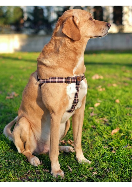 Classy Köpek Tasma Seti
