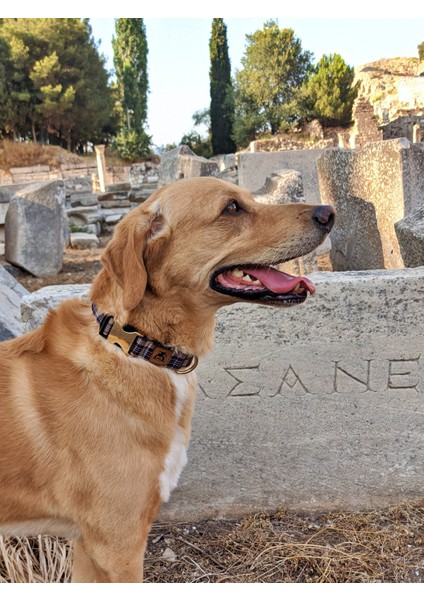 Classy Köpek Tasma Seti