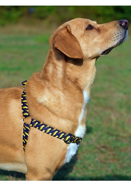 Zeus Köpek Tasma Seti