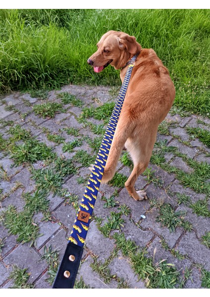 Zeus Köpek Tasma Seti