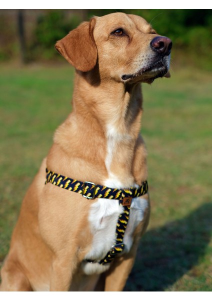 Zeus Köpek Tasma Seti