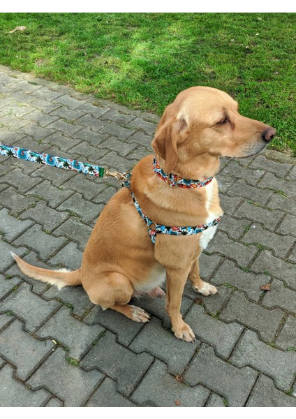 Palm Beach Köpek Tasma Seti