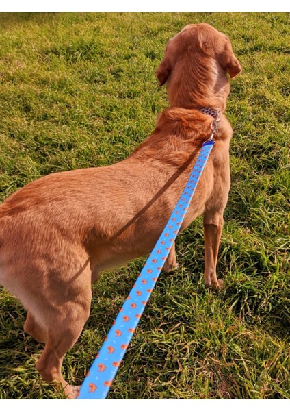 Goldie Köpek Tasma Seti