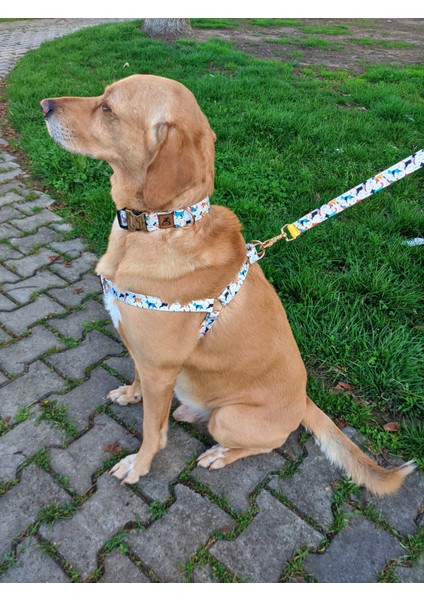 Active Köpek Tasma Seti fiyatları