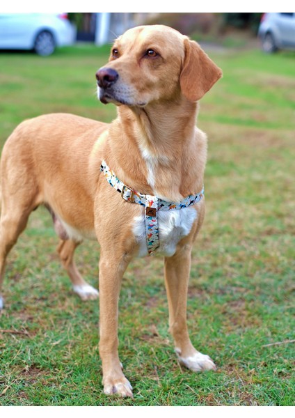 Active Köpek Tasma Seti fırsatları