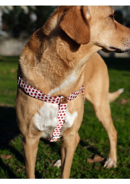 Laydbug Köpek Tasma Seti