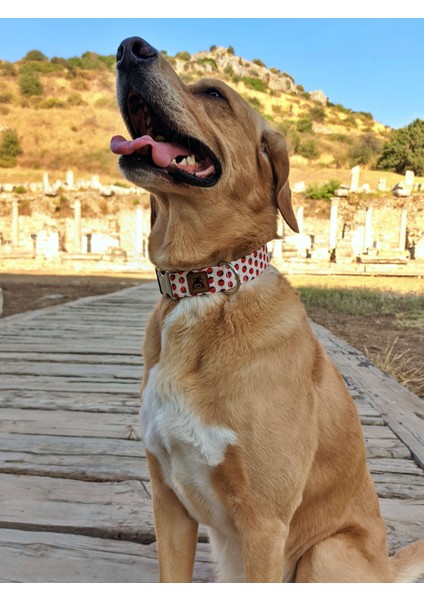 Laydbug Köpek Tasma Seti
