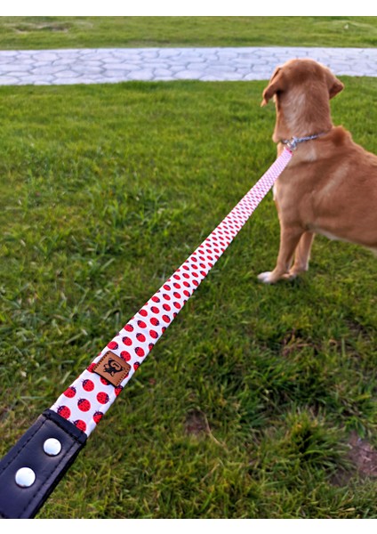 Laydbug Köpek Tasma Seti