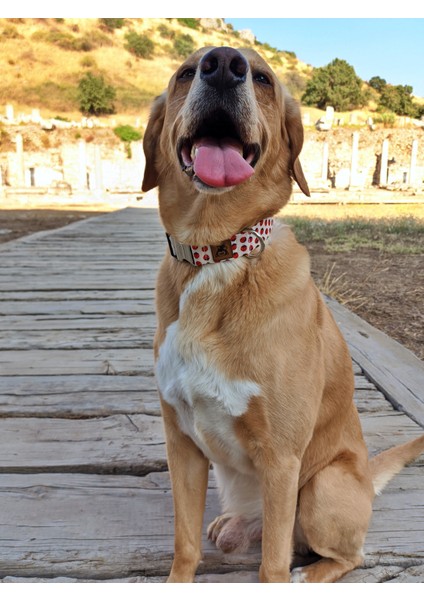 Laydbug Köpek Tasma Seti