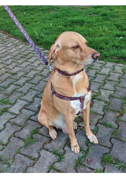 Muertos Köpek Tasma Seti modelleri