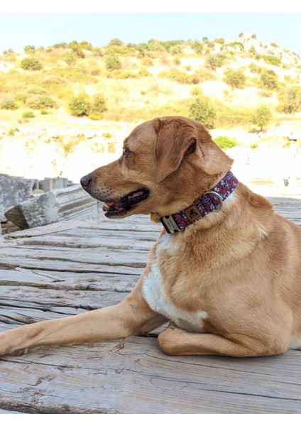 Muertos Köpek Tasma Seti indirimleri