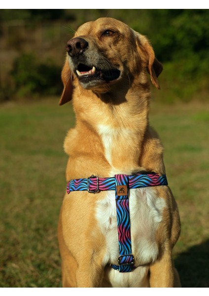 Turkuaz Köpek Tasma Seti fiyatları