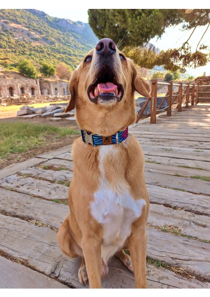 Turkuaz Köpek Tasma Seti modelleri